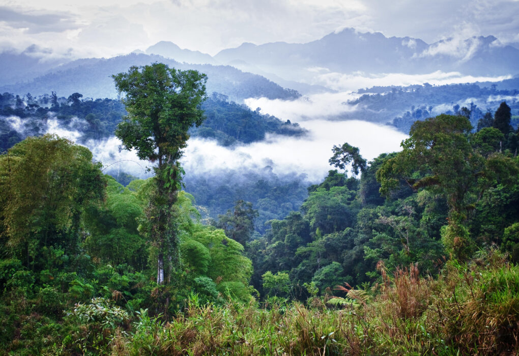 Selva Amazónica Ecuatoriana