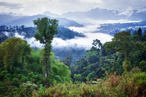 Aventura de adrenalina profunda en rincones ocultos de la selva amazónica ecuatoriana repleta de vida Selva Amazónica Ecuatoriana